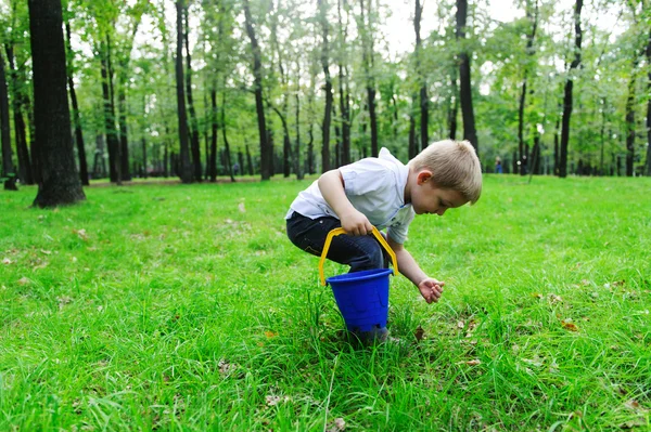 Cute boy gathering mushrooms in forest — Stock Photo, Image