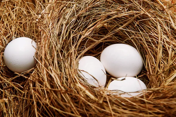 Eggs in nest Royalty Free Stock Photos