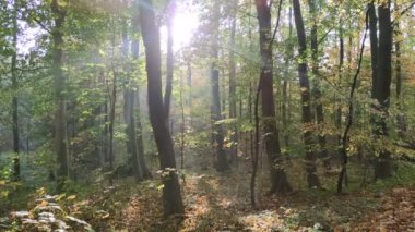 Güzel sonbahar ormanlarının sabah ışıklarıyla hareketli videoları. 