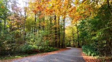 Güzel sonbahar ormanlarının sabah ışıklarıyla hareketli videoları. 