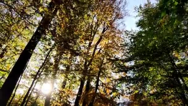 Beweging Video Van Prachtige Herfst Bos Ochtend Met Stralen Van — Stockvideo