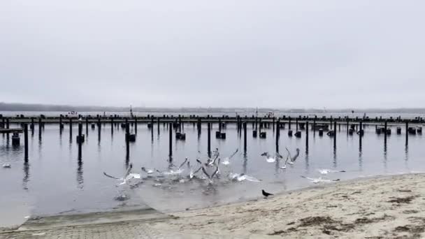 Uitzicht Een Lege Haven Van Oostzee Winter — Stockvideo