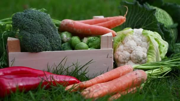 Video 60Fps Tentang Sayuran Bio Berwarna Warni Segar Dalam Kotak — Stok Video