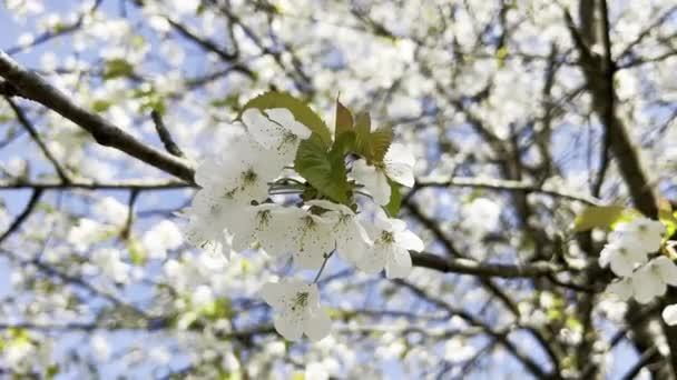 60Fps Closeup Video White Blossoming Tree Branch Spring Sky Backround — Stok video