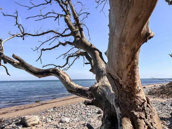 Güneşli bir günde kumsalda güzel ve kuru bir ağaç.