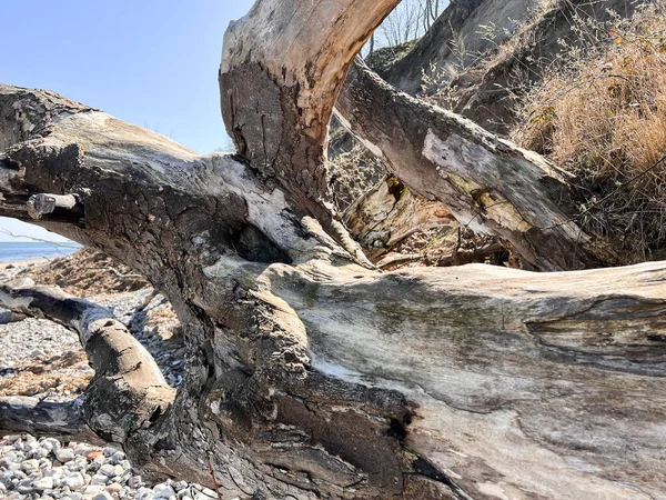 Close Photo Dry Beautiful Texture Old Tree — Stock Photo, Image