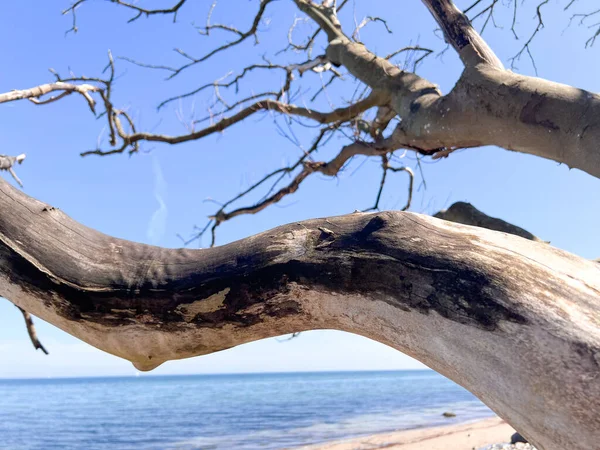 Beautiful Old Dry Tree Beach Sunny Day — Stock Photo, Image