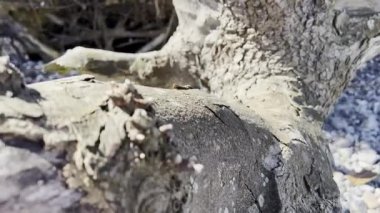 Eski kuru ağacın güzel dokusunun 4K videosunu kapat 