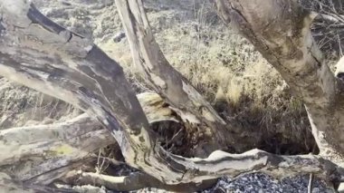 Eski kuru ağacın güzel dokusunun 4K videosunu kapat 