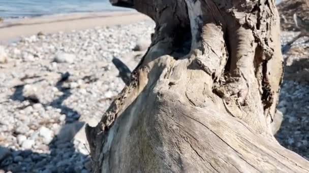 60Fps Закрити Відео Старої Дерев Яної Гілки Узбережжі Балтійського Моря — стокове відео