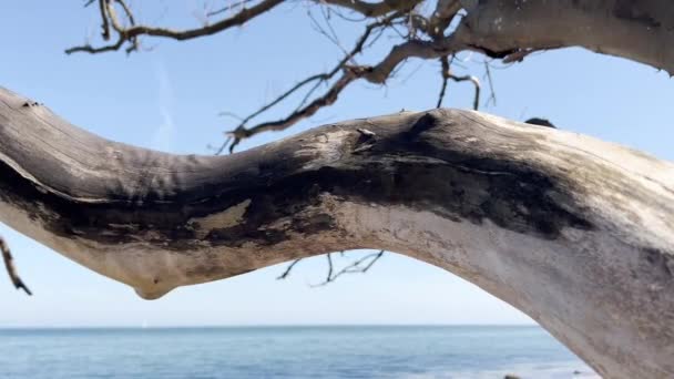 60Fps Close Video Old Wooden Branch Coast Baltic Sea — Vídeo de Stock