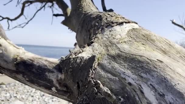 60Fps Close Video Old Wooden Branch Coast Baltic Sea — Wideo stockowe