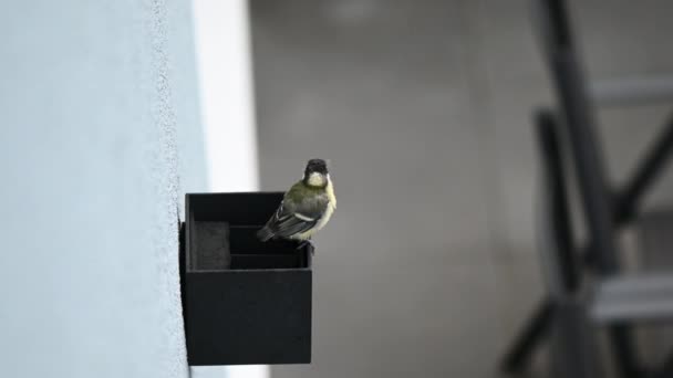 60Fps Vídeo Pequeno Pássaro Recém Nascido Sentado Lâmpada Cidade — Vídeo de Stock