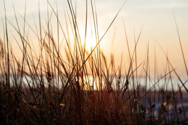 Dramatik gün batımında otların, siluetin muhteşem manzarası.