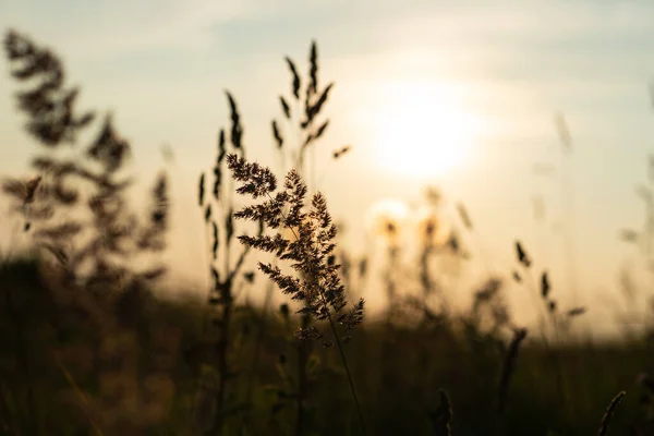 Idyllic Scene Herbs Silhuette Dramatic Sunset — Stock Photo, Image