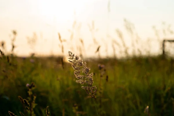 Idyllic Scene Herbs Silhuette Dramatic Sunset — Stock Photo, Image