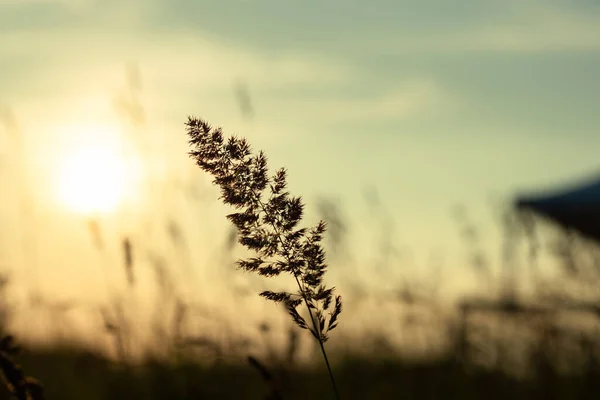 Idyllic Scene Herbs Silhuette Dramatic Sunset — Stock Photo, Image