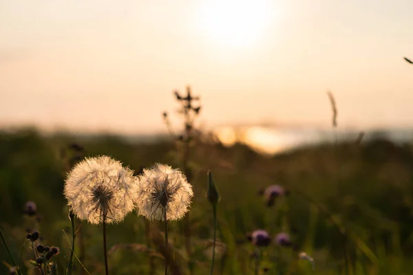 Idyllic Scene Herbs Silhuette Dramatic Sunset — Stock Photo, Image