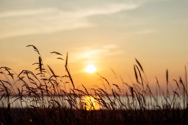 Idyllic Scene Herbs Silhuette Dramatic Sunset — Stock Photo, Image