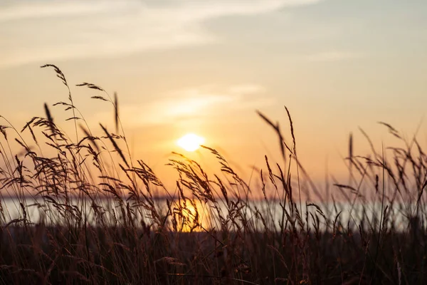 Idyllic Scene Herbs Silhuette Dramatic Sunset — Stock Photo, Image