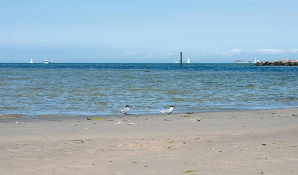 Coastline Baltic Sea North Germany Sailing Boat Water — Stock Photo, Image