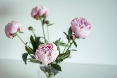 Beyaz arka planda minimalist vazoda güzel, pembe şakayıklar.