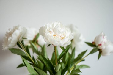 Beyaz arkaplanda tüylü şakayıkların yakın plan fotoğrafı