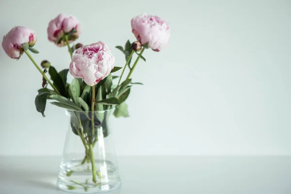 Bellissimo Bouquet Peonie Rosa Pastello Vaso Minimalista Sfondo Bianco — Foto Stock