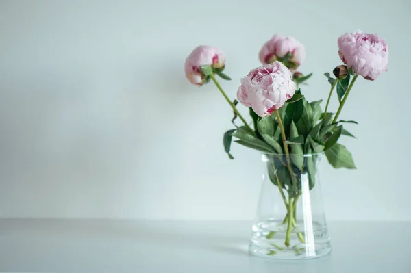 Beautiful Pastel Pink Peonies Vase White Minimalistic Interior — Stock Photo, Image