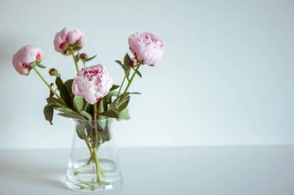 Güzel Pastel Pembe Şakayıklar Vazonun Içinde Beyaz Minimalist Kısımda — Stok fotoğraf