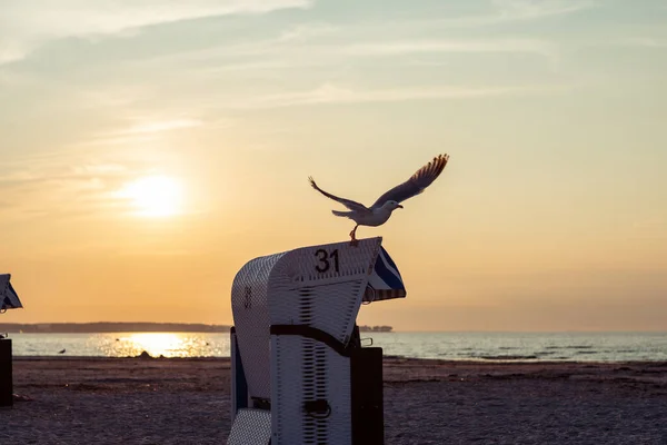 Strandkorb Rest Basket Seagull Yellow Sunset Summer Beach Sea Cost — Stock Photo, Image