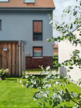 Yeşil rahat arka bahçedeki güneşli terasta okaliptüs dalı