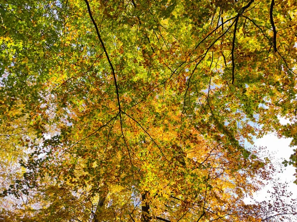 Goldener Herbst Mit Gelben Grünen Und Orangen Blättern Hohen Bäumen lizenzfreie Stockfotos