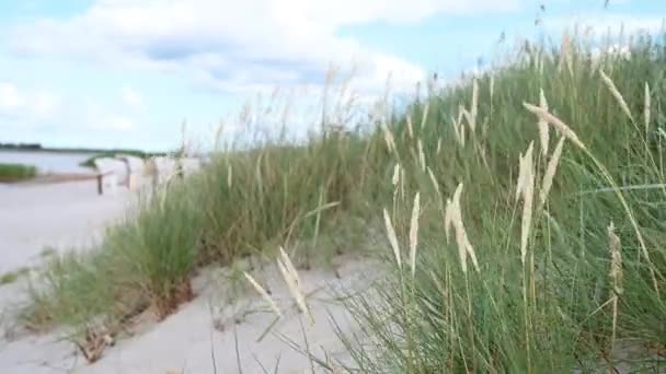 Slow Motion Video Dunes Grass Windy Weather Beautiful Beach North — Vídeos de Stock