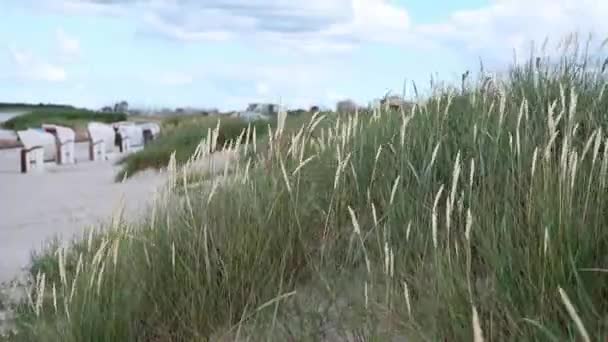 Slow Motion Video Dunes Grass Windy Weather Beautiful Beach North — стокове відео
