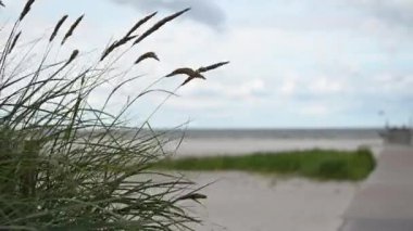 Slow motion video of dunes grass at windy weather on beautiful beach in north Germany