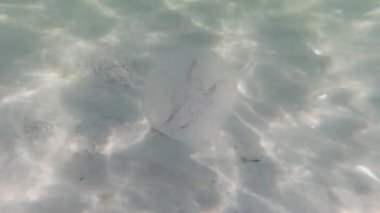 4K video under water of jellyfish at sunny day and light pattern on sand