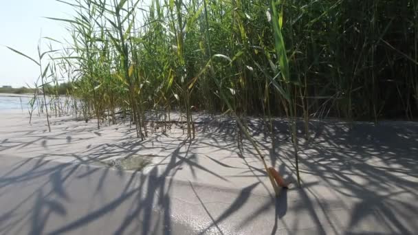 Video Texture Sand Pattern Shadows Dunes Grass Sea Meditation Nature — Stok video