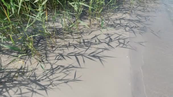 Video Texture Sand Pattern Shadows Dunes Grass Sea Meditation Nature — Stok video