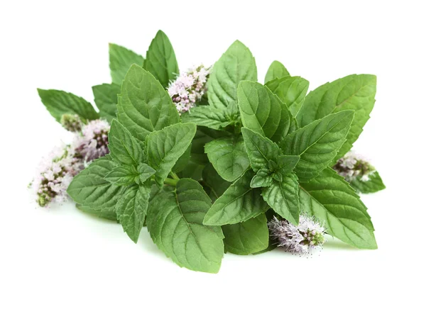 Menta fresca su sfondo bianco — Foto Stock