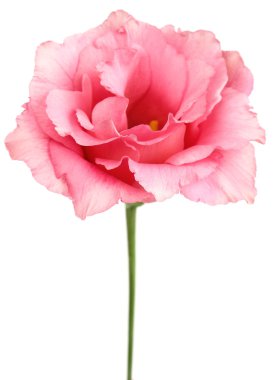 Güzellik eustoma