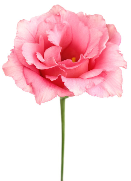 Beauty eustoma — Stock Image Beauty eustoma Royalty Free Stock Photos