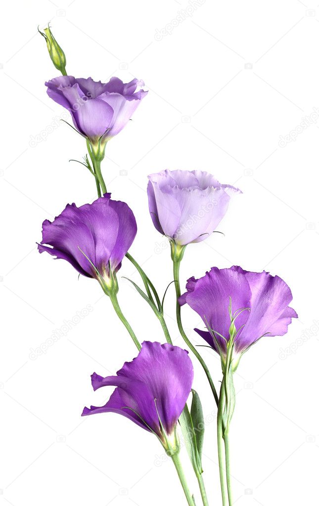 Eustoma flowers