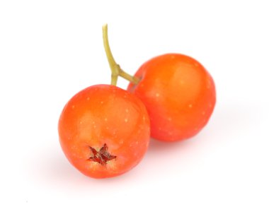 Mountain ash içinde closeup