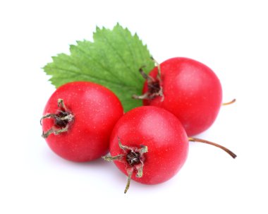 Hawthorn içinde closeup
