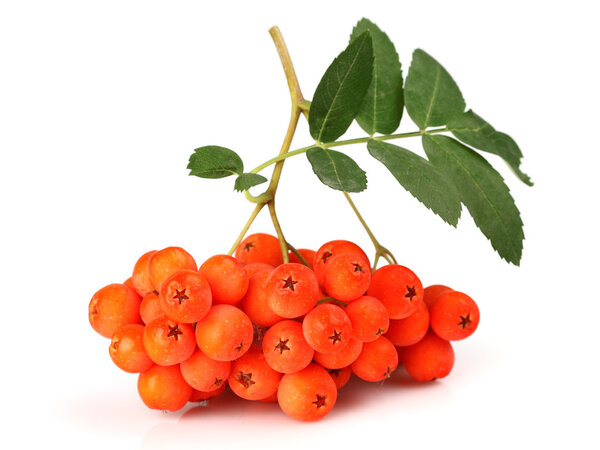 Ashberry with leaves