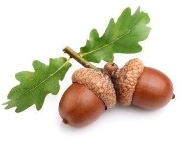 Dried acorns with leaves clipart