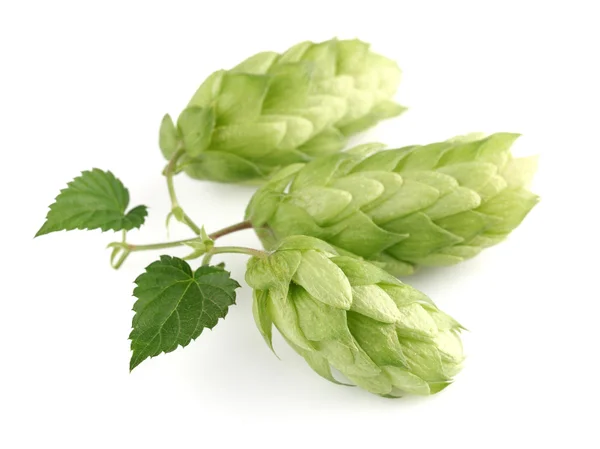 Hop plant — Stock Photo, Image