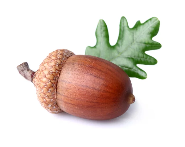 One acorn with leaf — Stock Photo, Image