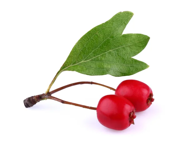 Hawthorn with leaf — Stock Photo, Image